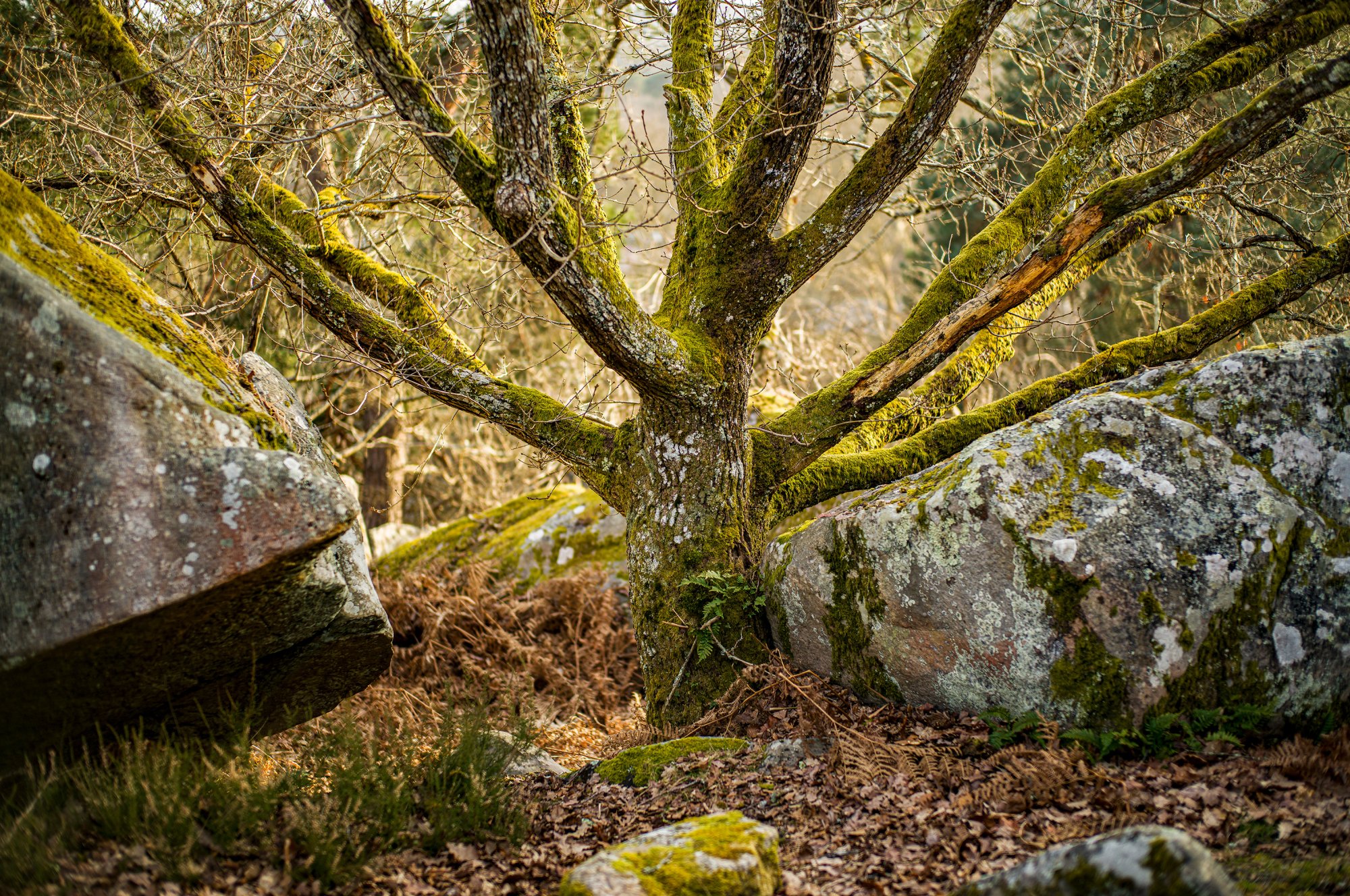 Curious forest