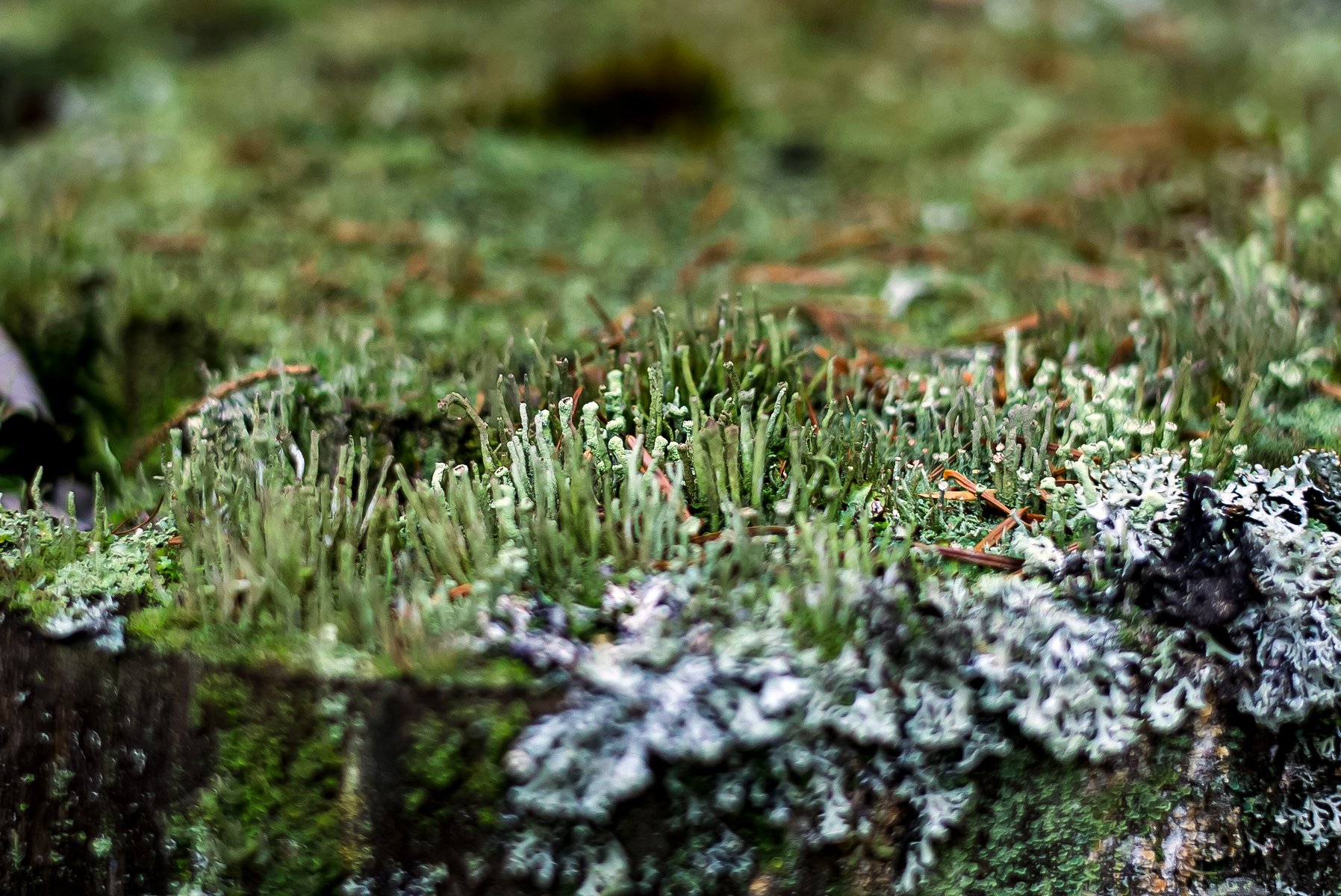 Curious forest