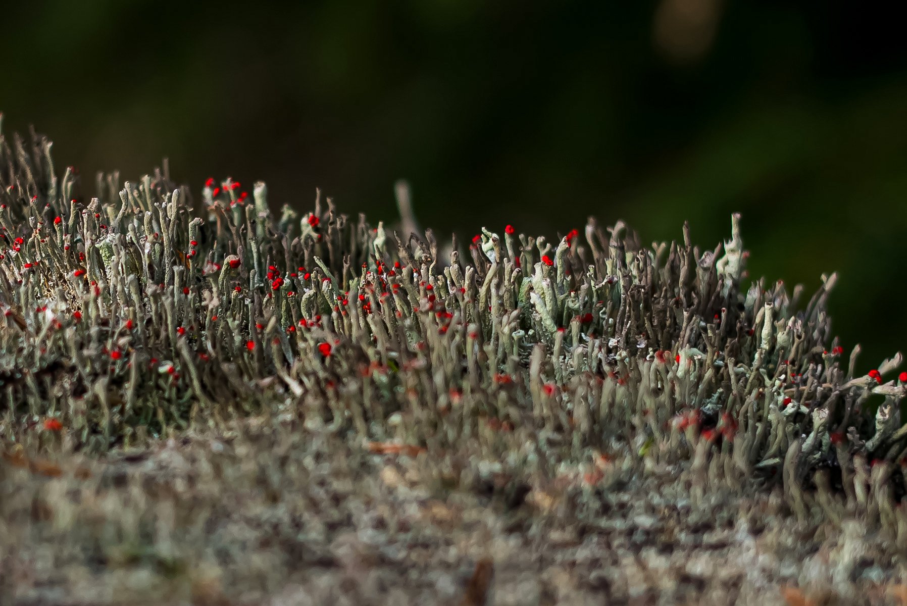 Curious forest