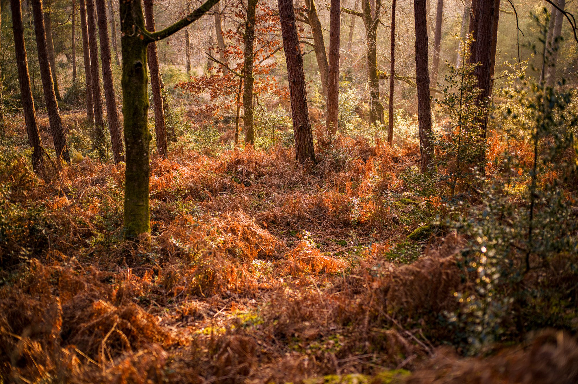 Curious forest
