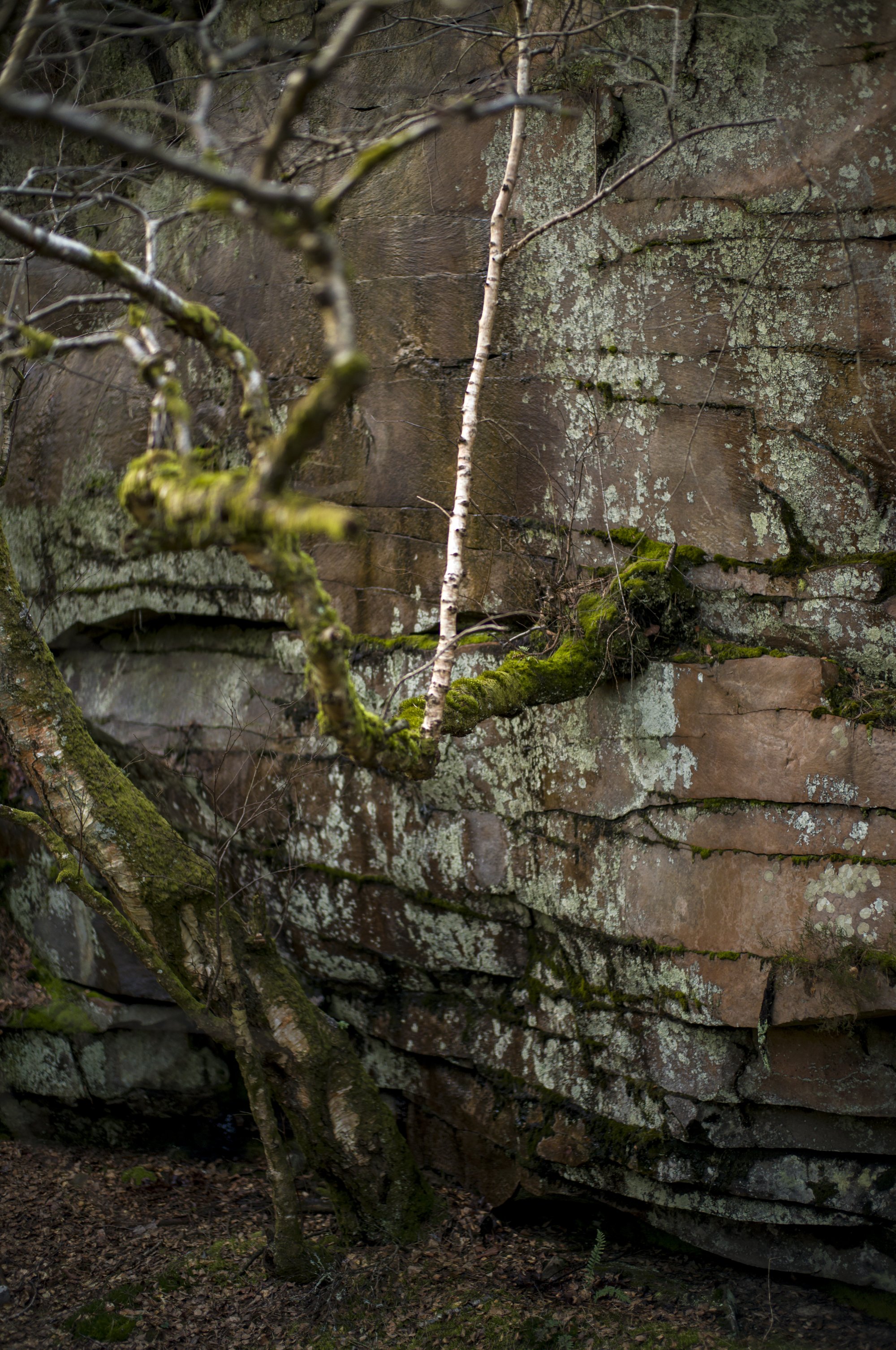 Curious forest
