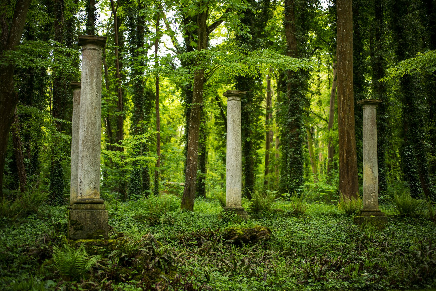 Curious forest