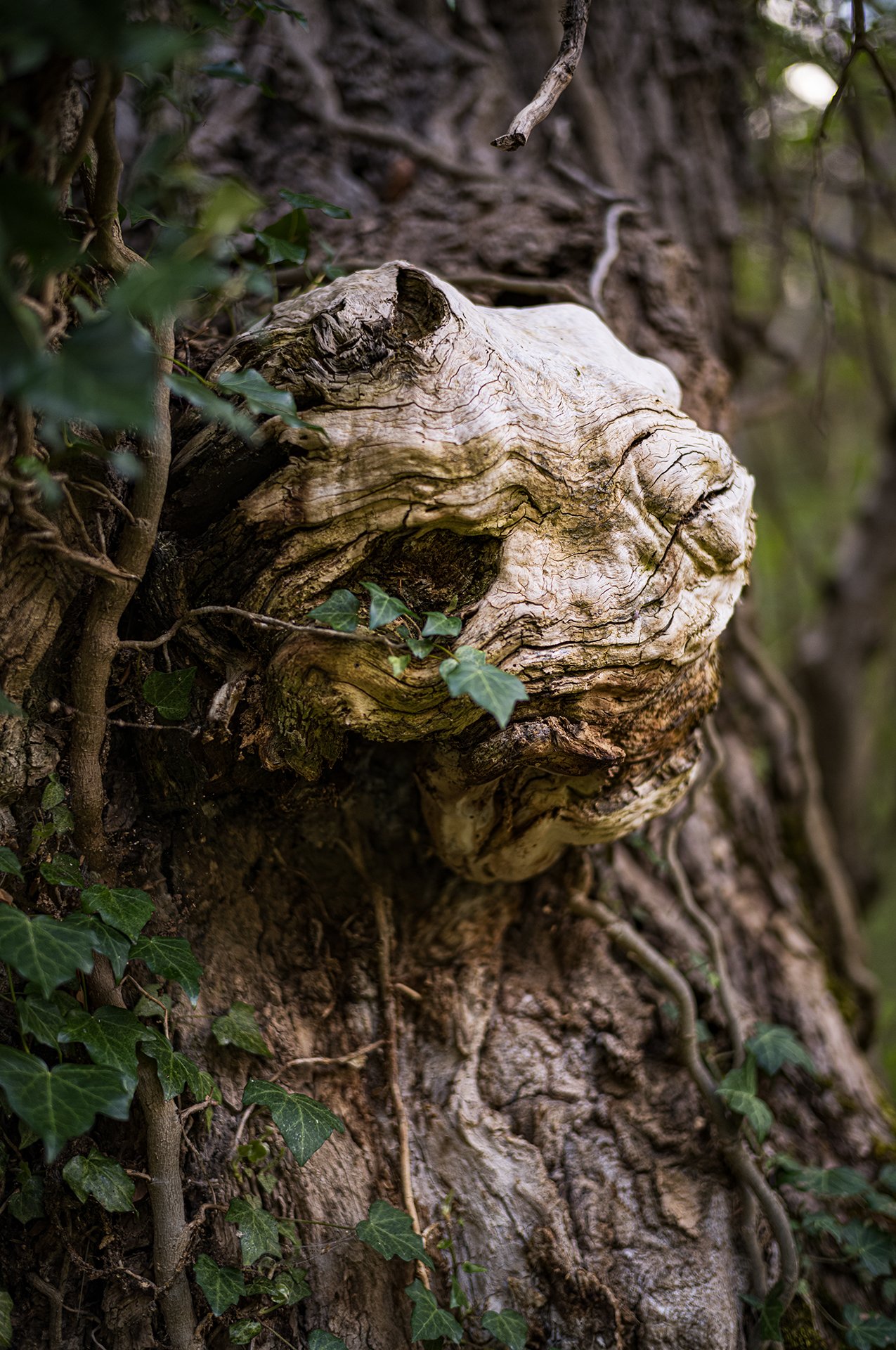 Pareidolies